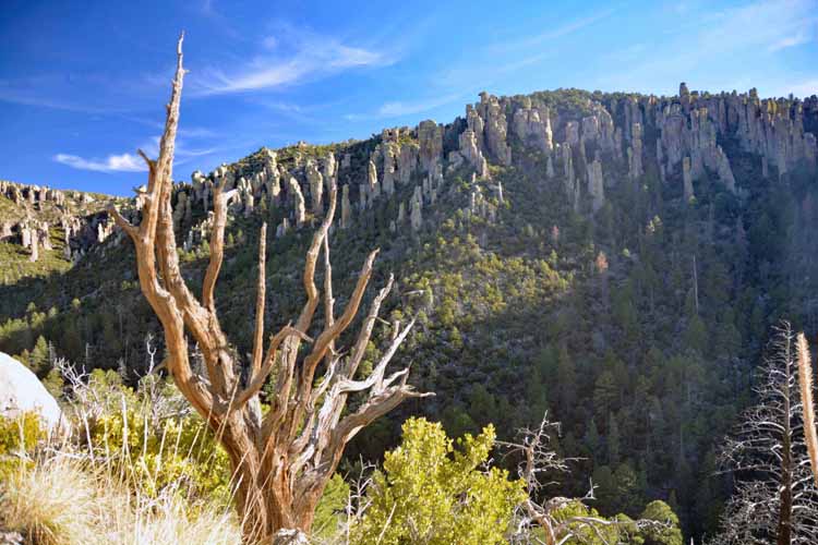 hoodoos and tree